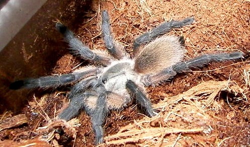 M. Balfouri